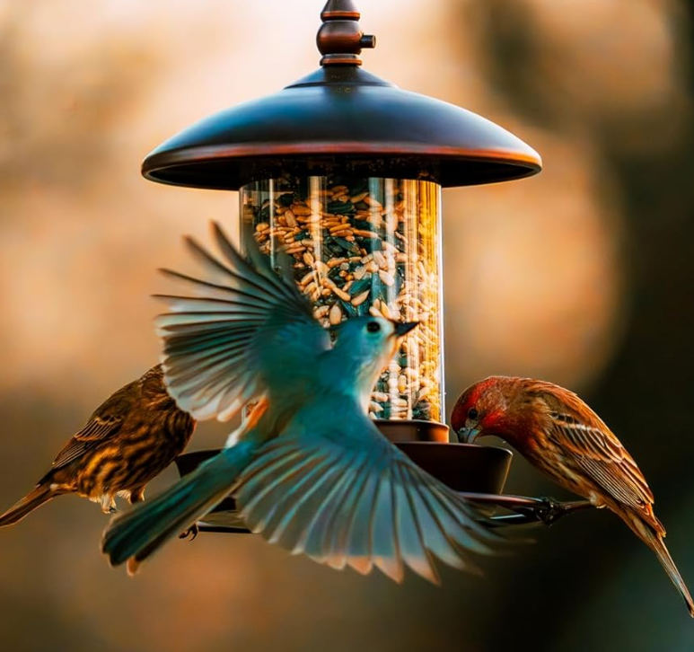 Chew Resistant Metal Roof Bird Feeder for Outdoor Birds